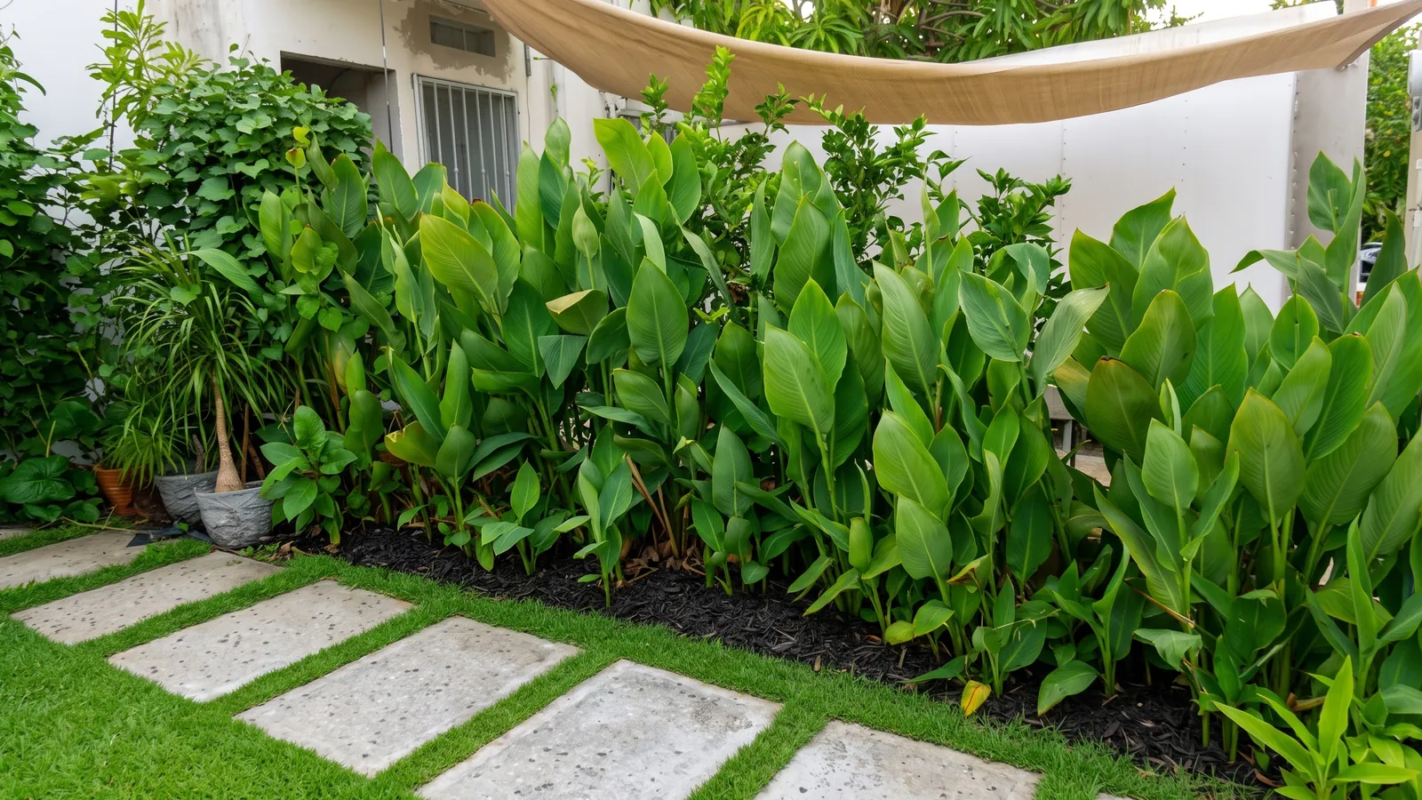 Simulación con IA: el mismo jardín sano, con cannas verdes, mantillo y pasto perfilado