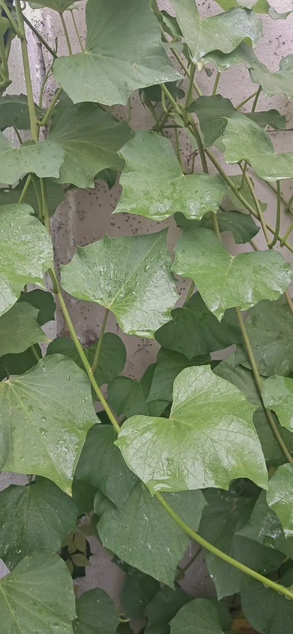 Enredadera de hojas grandes con gotas de lluvia