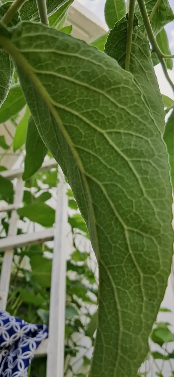 Detalle de hoja verde con nervaduras