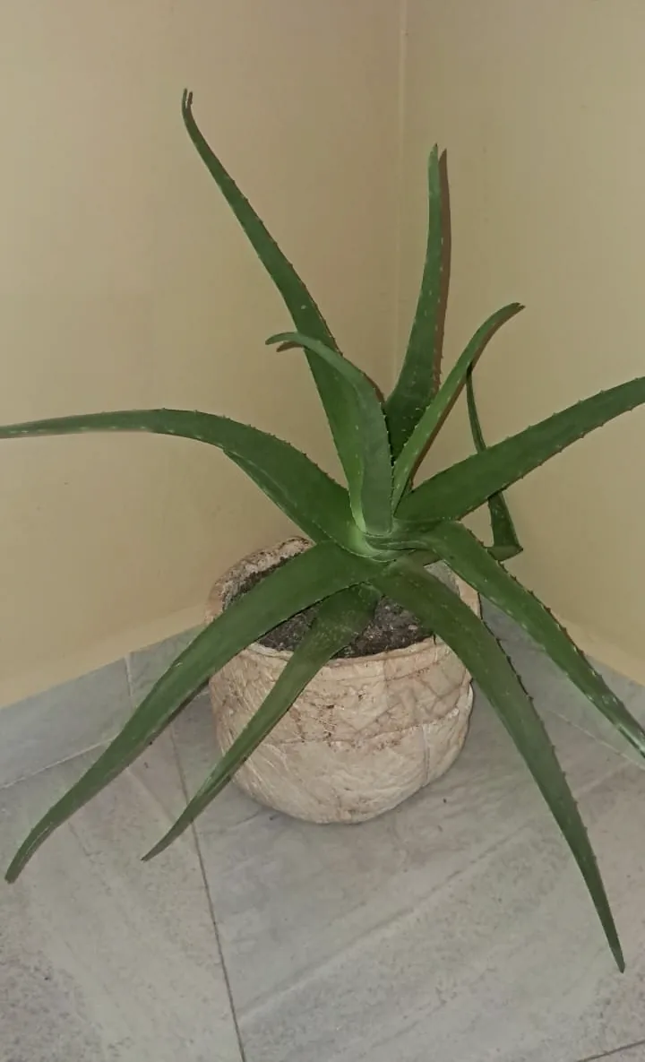 Sábila en maceta artesanal de piedra